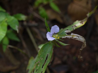 Commelina undulata, photographed by Dinesh Valke