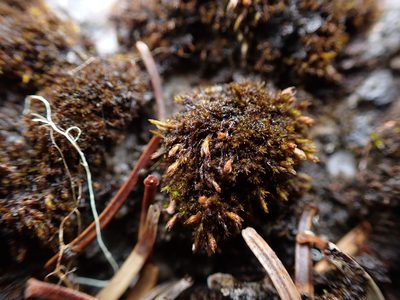 Schistidium atrichum, photographed by Randal