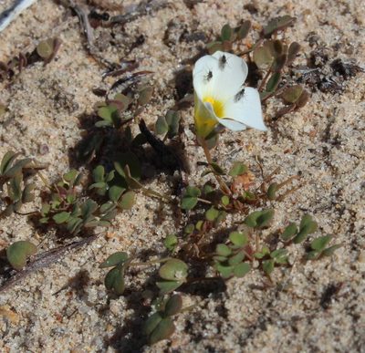 Oxalis annae, photographed by Tony Rebelo