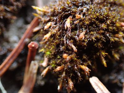 Schistidium atrichum, photographed by Randal