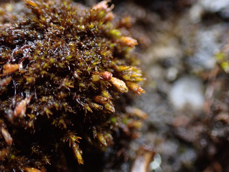 Schistidium atrichum, photographed by Randal