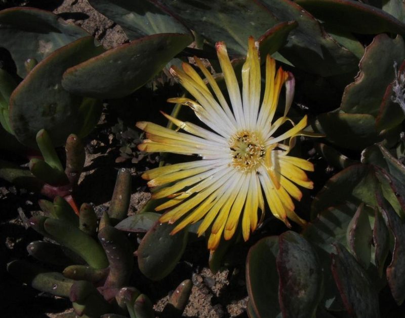 Cephalophyllum inaequale, photographed by Tony Rebelo