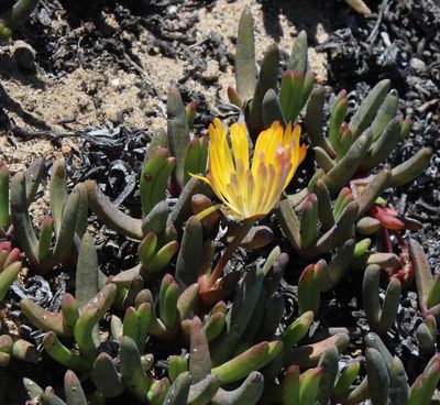 Cephalophyllum inaequale, photographed by Tony Rebelo