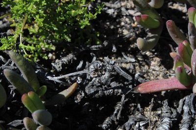 Cephalophyllum inaequale, photographed by Tony Rebelo