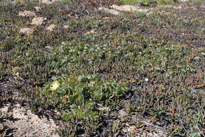 Cephalophyllum inaequale, photographed by Tony Rebelo