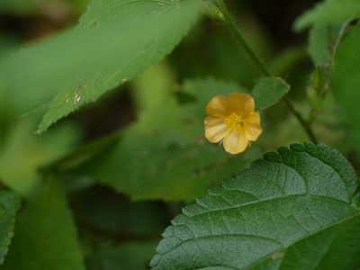 Sida mysorensis, photographed by Dinesh Valke