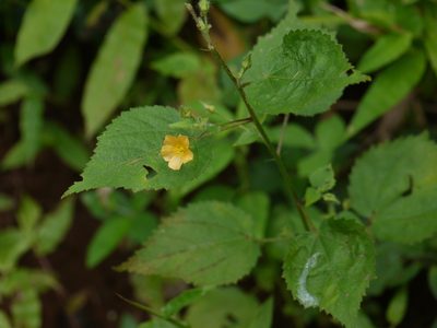 Sida mysorensis, photographed by Dinesh Valke