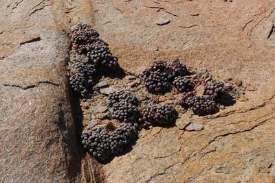 Conophytum minutum, photographed by Tony Rebelo