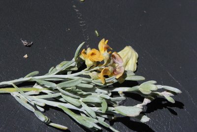 Calobota angustifolia, photographed by Tony Rebelo