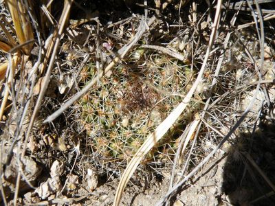 Mammillaria wagneriana, photographed by amantedarmanin