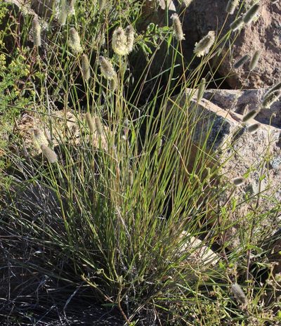 Fingerhuthia africana, photographed by Tony Rebelo