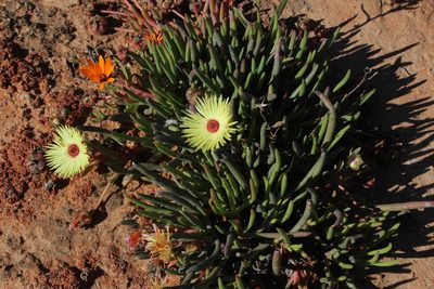 Cephalophyllum pillansii, photographed by Tony Rebelo