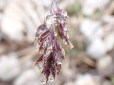 Poa alpina, photographed by Randal
