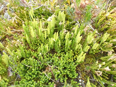 Diphasiastrum sitchense, photographed by Randal