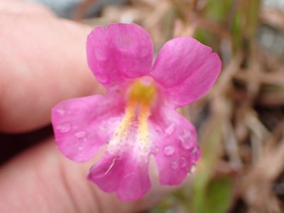 Erythranthe lewisii, photographed by Randal