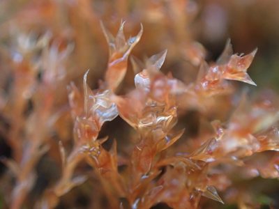 Ptychostomum weigelii, photographed by Randal