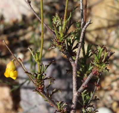 Hermannia confusa, photographed by Tony Rebelo