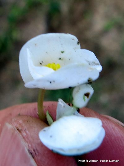 Begonia geranioides, photographed by Peter Warren