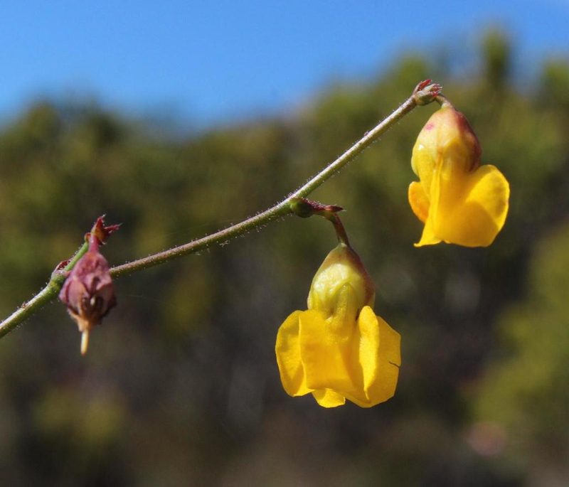 Hermannia confusa, photographed by Tony Rebelo