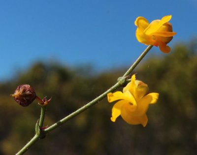 Hermannia confusa, photographed by Tony Rebelo