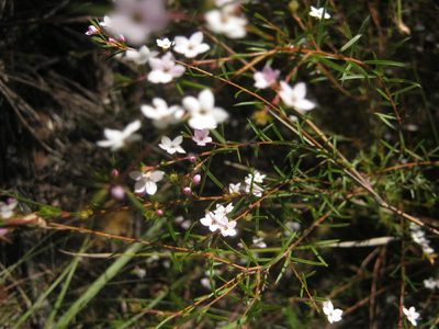 Coleonema virgatum, photographed by Di Turner