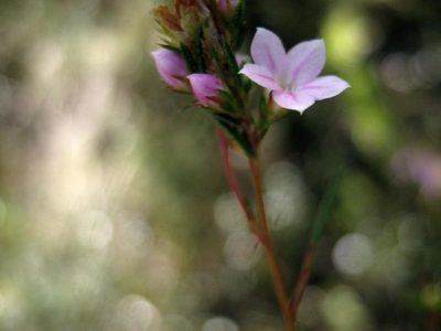 Coleonema virgatum, photographed by Di Turner