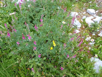 Hedysarum occidentale, photographed by Randal