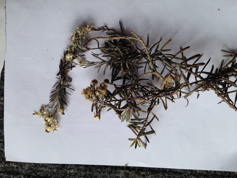 Anaphalioides subrigida, photographed by Sarah Richardson
