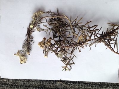 Anaphalioides subrigida, photographed by Sarah Richardson