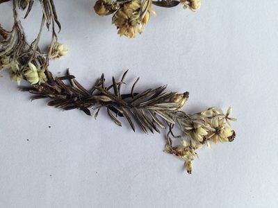 Anaphalioides subrigida, photographed by Sarah Richardson