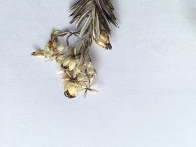 Anaphalioides subrigida, photographed by Sarah Richardson