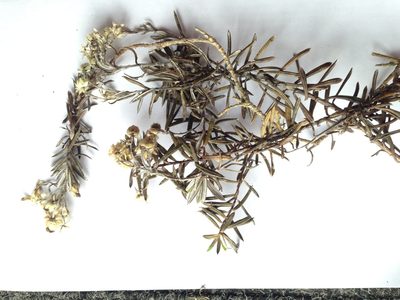 Anaphalioides subrigida, photographed by Sarah Richardson