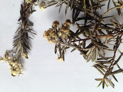 Anaphalioides subrigida, photographed by Sarah Richardson
