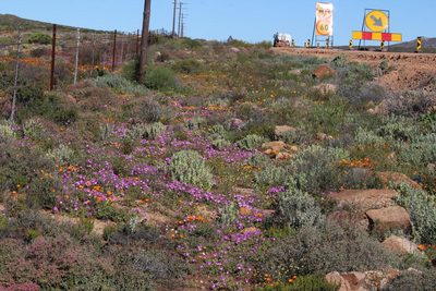 Drosanthemum oculatum, photographed by Tony Rebelo
