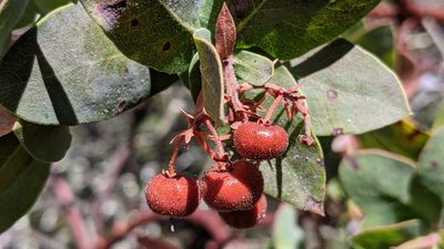 Arctostaphylos pallida, photographed by velodrome