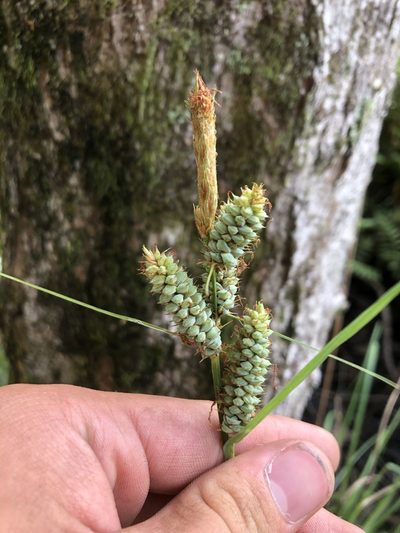Carex verrucosa, photographed by Joseph Hubbard
