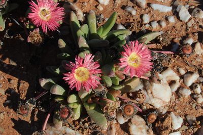 Cephalophyllum spissum, photographed by Tony Rebelo