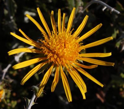 Berkheya fruticosa, photographed by Tony Rebelo