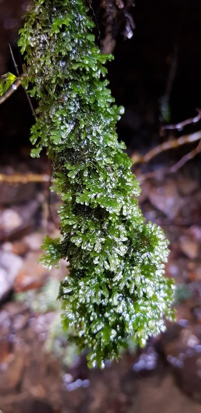 Riccardia multifida, photographed by Helen Waterman