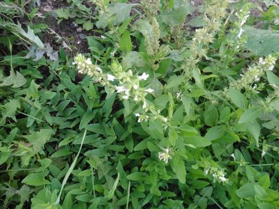 Stachys annua, photographed by Силаева Татьяна Борисовна