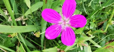 Geranium palustre, photographed by Sigitas Juzėnas