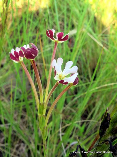 Zaluzianskya natalensis, photographed by Peter Warren