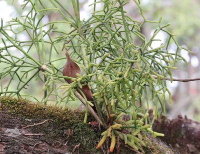Rhipsalis teres, photographed by Kahio Tiberio Mazon