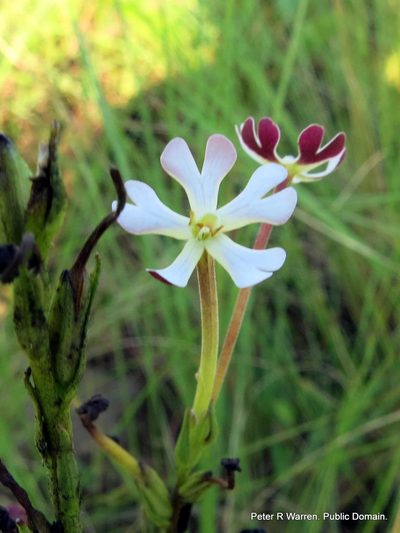 Zaluzianskya natalensis, photographed by Peter Warren
