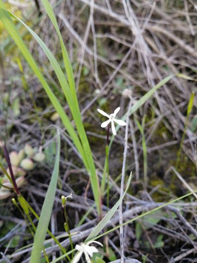 Xenoscapa fistulosa, photographed by Danie Palm
