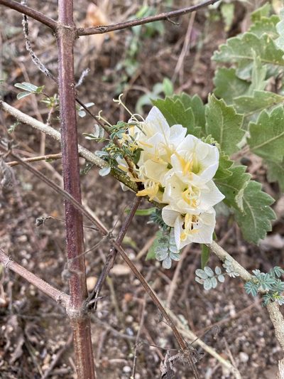 Cantua quercifolia, photographed by tlaloc27