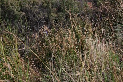 Juncus capensis, photographed by Tony Rebelo