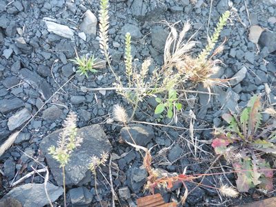 Lepidium densiflorum, photographed by Силаева Татьяна Борисовна