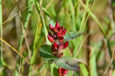 Hypericum fraseri, photographed by Jay Pruett