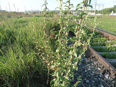 Oenothera villosa, photographed by Силаева Татьяна Борисовна